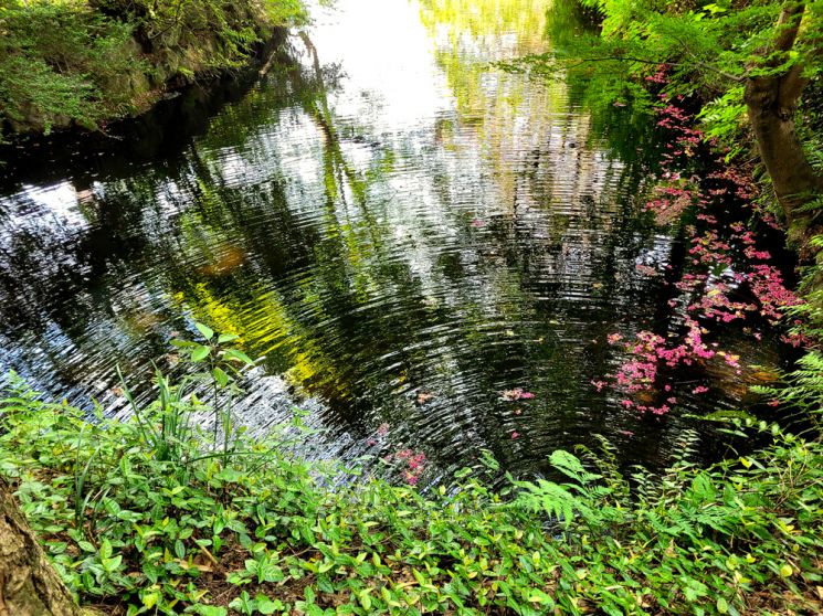 소나무(松)와 백일홍(百)이 있는 연못(井)이라 해서 '송백정(松百井)'이란 이름이 붙은 연못이 알록달록 수채화를 그린듯 아름답다.