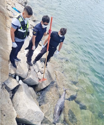 A stranded finless porpoise carcass found near Naebang Breakwater, Heuksando / Photo by Asia Economy