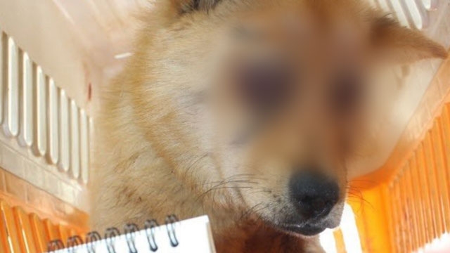 지난 5월 경기 안성시에서 두 눈이 처참하게 훼손된 채 버려진 개가 발견돼 논란이 일었다. 사진제공=동물보호관리시스템.