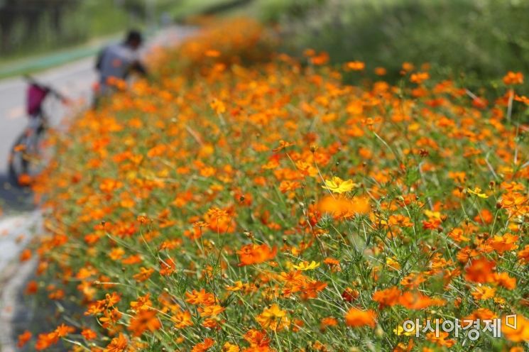 한 시민이 자전거에서 내려 코스모스를 바라보고 있다. /문호남 기자 munonam@