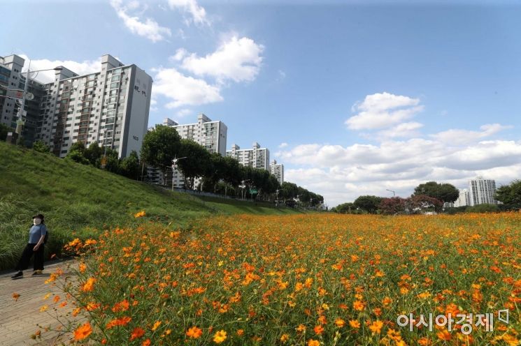 안양천에 황화코스모스가 만개해 있다. 하늘은 높고 파랗다. /문호남 기자 munonam@