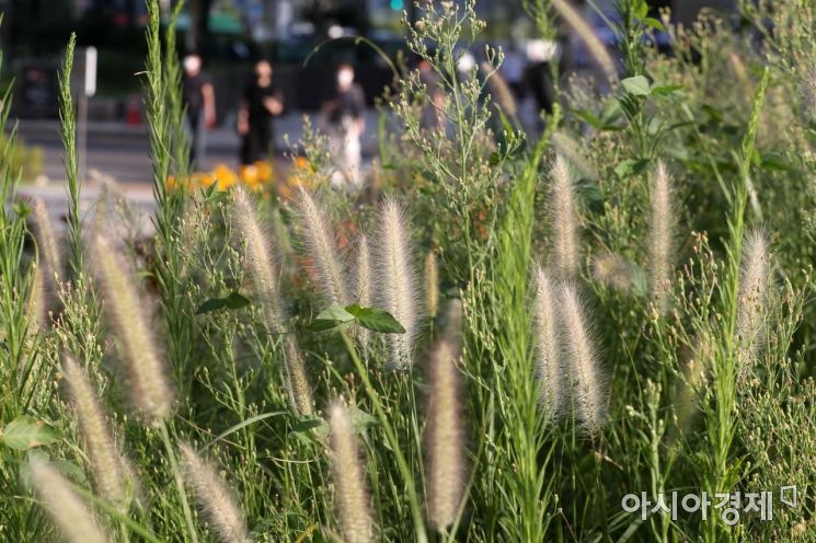 청계광장에 가을의 전령사 수크령이 만개해 있다. /문호남 기자 munonam@