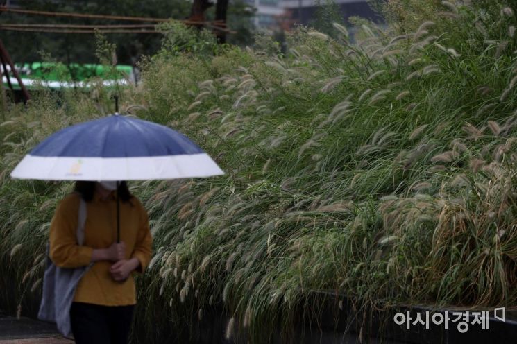 서울 청계광장에서 우산을 쓴 시민이 가을의 전령사 수크령을 지나고 있다. /문호남 기자 munonam@