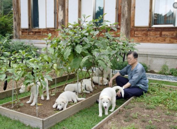 문재인 대통령이 지난 1일 페이스북에 공개한 사진. 문 대통령이 관저 앞 마당에서 풍산개들과 시간을 보내고 있다. /사진=문재인 대통령 페이스북