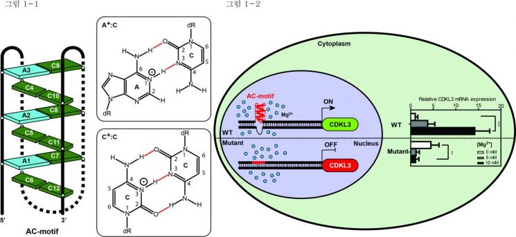 韓 연구진, '4중 나선구조' 유전자 세계 첫 발견