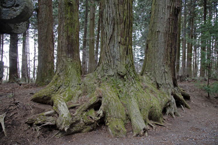 뿌리에서 올라온 줄기 부분이 한 몸을 이룬 일본 야쿠시마 사원의 삼나무 연리목.