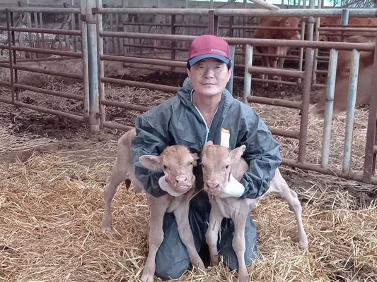 수정란 이식한 한우에서 건강한 쌍둥이 송아지가 태어났다. ⓒ 아시아경제