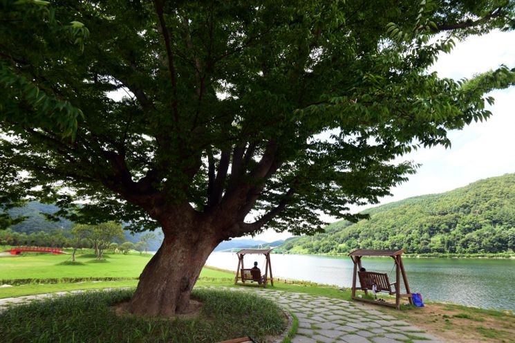 [조용준의 여행만리]북한강 '사랑나무' 아래서 띄우는 '사랑맹세'