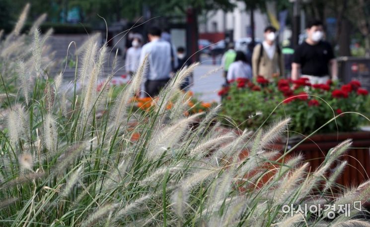 서울 아침 최저 기온이 19도로 선선한 날씨를 보인 9일 서울 광화문 거리에서 시민들이 '가을의 전령' 수크령 앞을 지나고 있다./김현민 기자 kimhyun81@