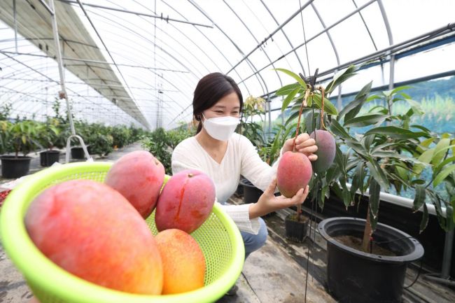 Imsil-gun Accelerates Subtropical Fruit Orchard Development Project