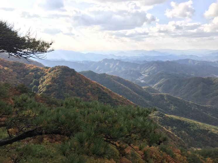 영월 ‘태화산 경관숲’, 이달의 명품 숲 선정