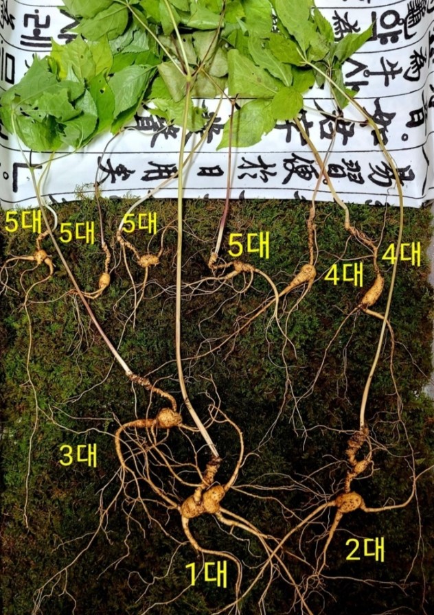 1억원 넘는 5代 ‘가족 산삼’ 심봤다 … 경남 함양 지리산서 100살 母蔘 등 9뿌리 발견