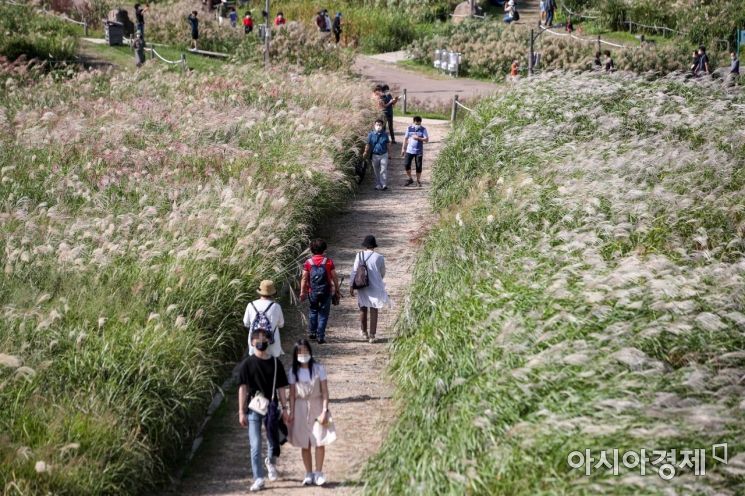 추석 연휴 마지막날인 22일 서울 마포구 하늘공원을 찾은 시민들이 억새길을 거닐며 가을의 정취를 만끽하고 있다./강진형 기자aymsdream@