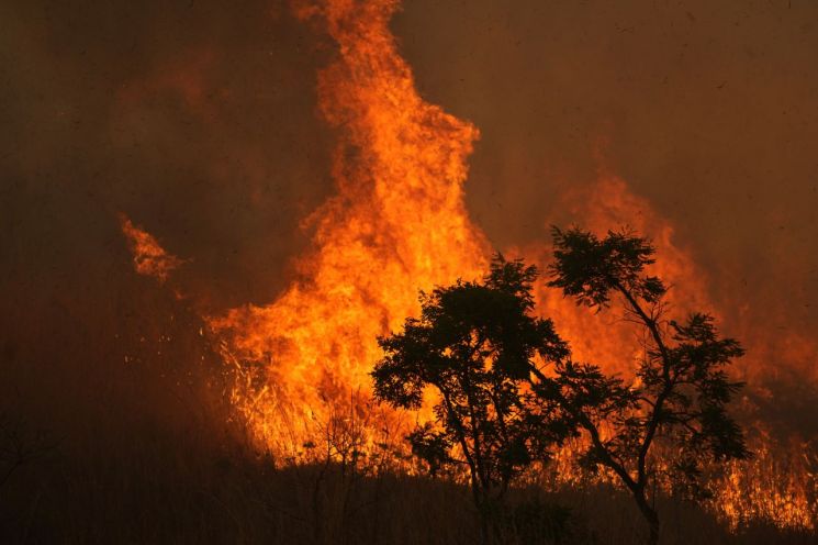 브라질 삼림지대 열흘째 화재…축구장 2만3000개 면적 숲 사라져  