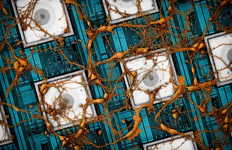 삼성전자, 뇌 닮은 '차세대 인공지능 뉴모로픽 반도체' 비전 제시