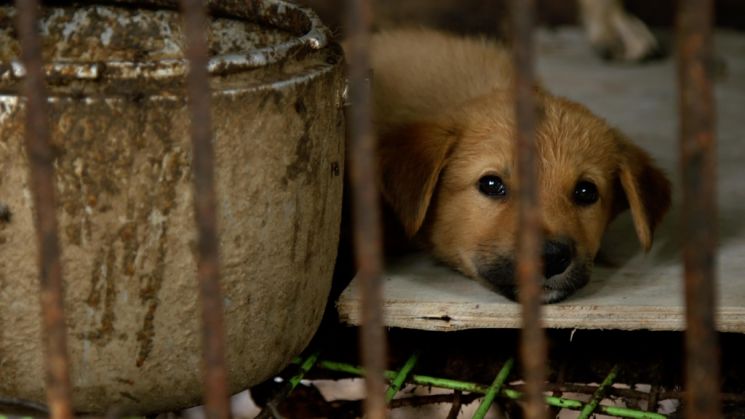 한국 개농장 이야기를 다룬 미국 다큐멘터리 '누렁이' 한 장면. / 사진=웨버샌드윅
