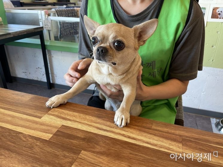 발라당 입양카페에서 새 주인을 기다리는 유기견 와리./사진=강주희 기자 kjh818@asiae.co.kr