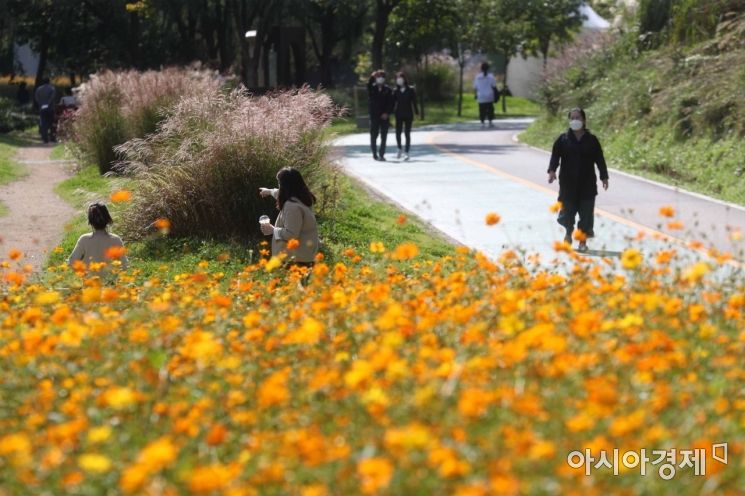 Autumn in the City... Waves of Cosmos Along Yangjaecheon Stream