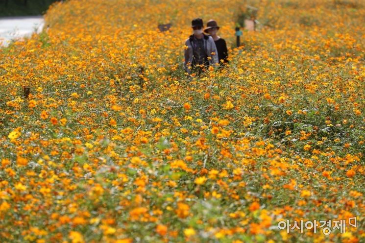 Autumn in the City... Waves of Cosmos Along Yangjaecheon Stream