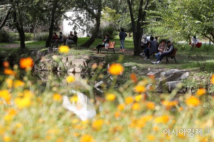 Autumn in the City... Waves of Cosmos Along Yangjaecheon Stream