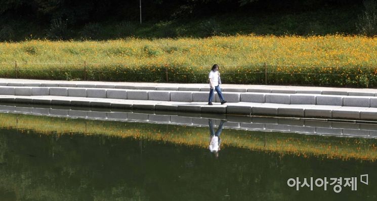Autumn in the City... Waves of Cosmos Along Yangjaecheon Stream