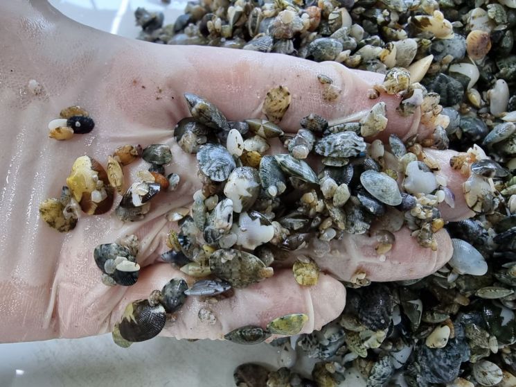 경기도, 바지락·가무락조개·갯지렁이 355만 마리 갯벌 방류