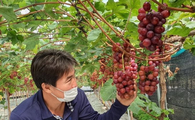 경북 상주서 우리 포도 ‘홍주씨들리스’ 첫 출하 … 껍질째 씹는 아삭 붉은 포도