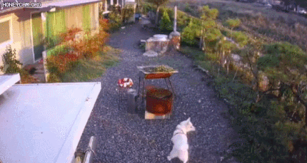 "왜 삽들고 우리집 개를 쫓지?" 창녕서 ‘황당’ 반려견 습격사건