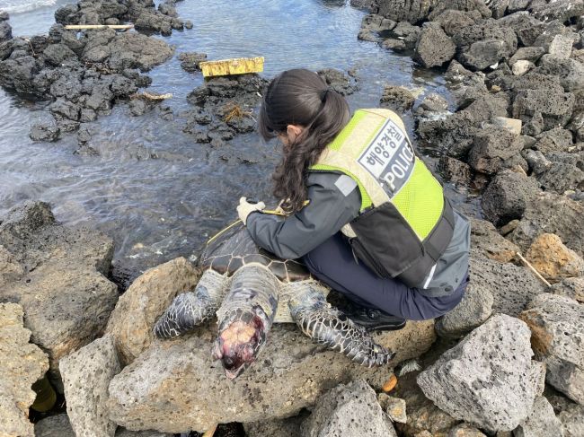 제주서 해양생물보호종 ‘푸른바다거북’ 사체 발견