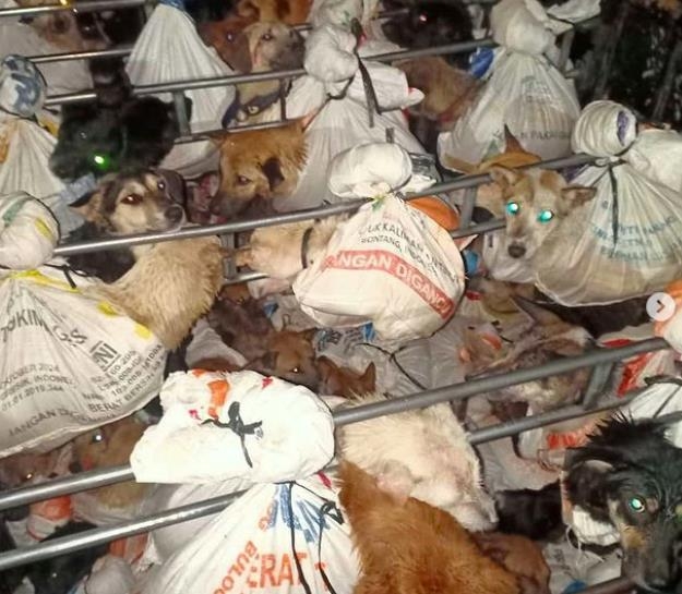 식용으로 도축장에 끌려가다 구출된 개들. 사진=연합뉴스·인스타그램 @dogmeatfreeindonesia