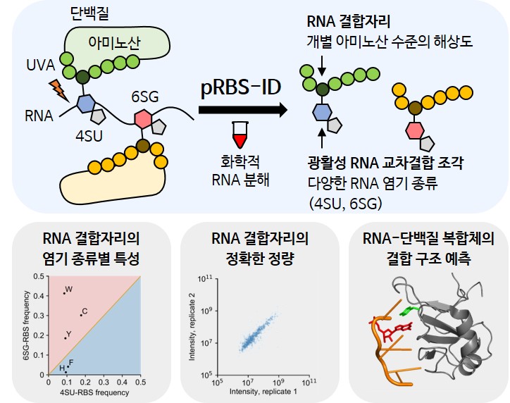 광활성 RNA를 이용한 pRBS-ID 연구 결과 모식도.

pRBS-ID를 위해서는 먼저 UVA를 이용해 광활성 RNA-단백질 간 공유결합을 형성한다. 그 뒤 단백질은 펩타이드로 만들고, RNA는 불산을 이용해 화학적으로 분해한다. 이후 질량분석을 수행하면 펩타이드에 교차결합한 광활성 RNA 조각의 질량으로부터 RNA 결합자리를 개별 아미노산 수준의 고해상도로 동정할 수 있다. 연구진은 pRBS-ID를 활용한 본 연구에서 RNA 결합자리의 염기 종류별 특성을 파악했고, RNA 결합자리를 정량값을 정확히 측정했으며, RNA-단백질 복합체의 구조 데이터에 기반한 RNA-단백질 상호작용 분석의 기반을 마련했다.