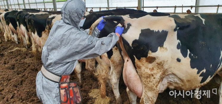 강원도 젖소 농가 41곳, '소 결핵병 음성(-)' 인증 