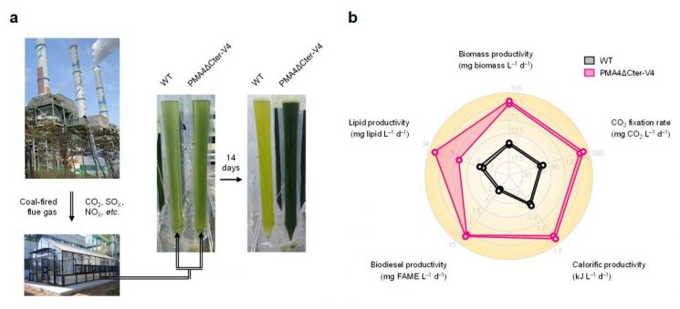 고농도 이산화탄소 포함 실제 산업 배출가스 활용 미세조류 이산화탄소 전환 성능 및 유용물질 생산 실증을 위한 현장 테스트
유전공학적 전략을 통해 개발된 미세조류 균주(PMA4ΔCter-V4)와 야생형 균주(WT)의 CO2 전환 플랫폼으로서 실용성 검증을 위한 옥외 대량 배양 결과
(그림에 대한 구체적 설명)
(a) 고농도 CO2 및 기타 유독 성분이 포함된 석탄 연소 배기가스를 활용한 실제 바이오매스 및 유용물질 생산을 위한 옥외 대량 배양 평가.
(b) 향상된 고농도 CO2 내성으로 인한 개발 미세조류의 고속 CO2 전환(2.23배) 및 바이오매스 생산(2.28배) 성능. 대표적 미세조류 유래 유용물질인 바이오디젤, 고체연료 및 지질 생산성 또한 각각 4.68배, 2.2배 및 2.21배 향상되었음을 확인.
＜그림 및 설명 제공 = 심상준 고려대 교수＞
