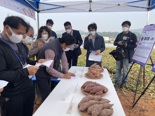 해남군, 고구마 신품종 ‘소담미’로 꿀고구마 국산화 앞장