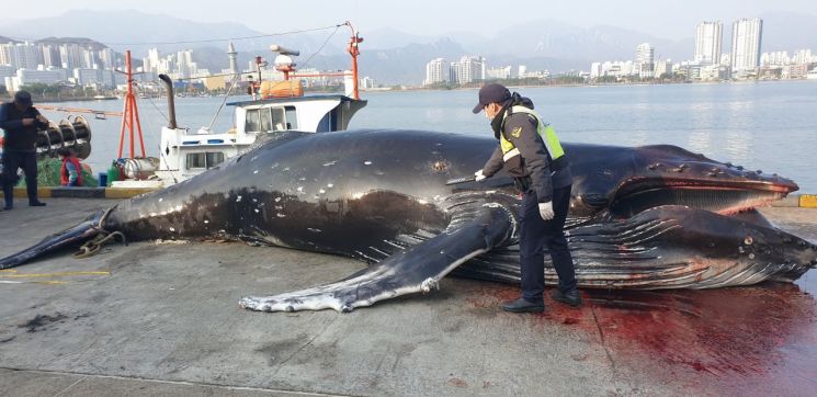 6일 새벽 속초 앞바다에서 혼획된 혹등고래를 속초해경 직원들이 확인하고 있다. 사진 = 연합뉴스