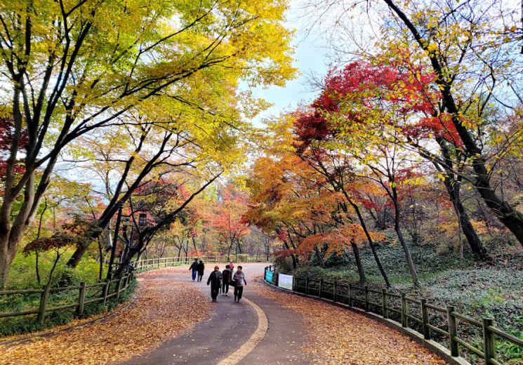 [Photo] Peak Autumn Foliage, Namsan Dullegil Right Now~