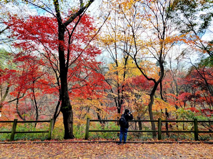 [Photo] Peak Autumn Foliage, Namsan Dullegil Right Now~