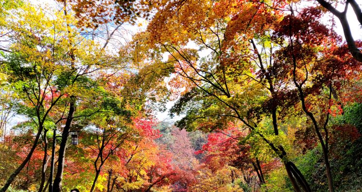 [Photo] Peak Autumn Foliage, Namsan Dullegil Right Now~