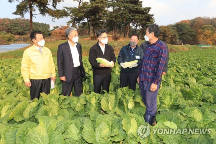 김현수 농림축산식품부 장관(왼쪽 세 번째)이 18일 충남 당진시 송악읍에서 김장 채소 작황 및 출하 여건 등을 점검하고 있다 [이미지출처=연합뉴스]