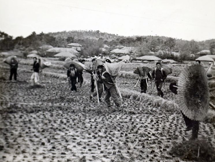1966년 농민들이 객토작업을 하고 있다. ⓒ 아시아경제