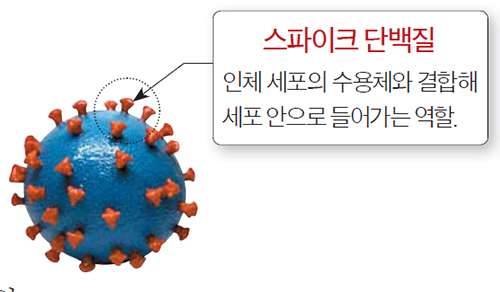 3D프린터로 구현한 신종 코로나바이러스 입자. /사진=연합뉴스