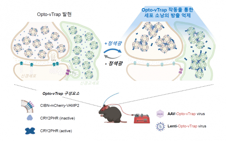 광유전학적 세포소낭 분비 억제 시스템 Opto-vTrap 의 모식도. 제공=IBS.