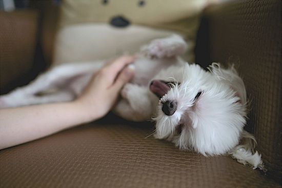 자료사진. 한 강아지가 주인의 손길에 함박웃음을 짓고 있다. 사진=픽사베이