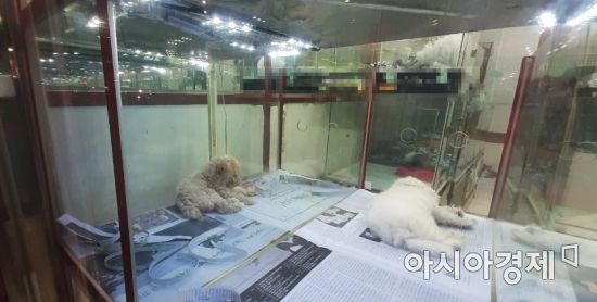 서울의 한 펫숍. 강아지들이 유리장 안에서 등을 돌린 채 쉬고 있다. 사진=한승곤 기자 hsg@asiae.co.kr
