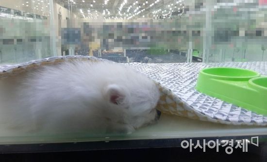 한 강아지가 펫숍 유리장에 깔린 매트 아래로 들어가 휴식을 취하고 있다. 사진=한승곤 기자 hsg@asiae.co.kr
