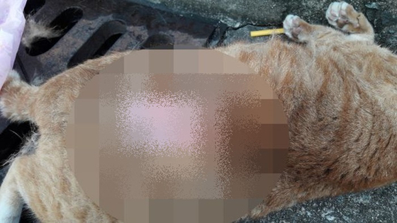 부산 사상구 주택가에서 발견된 고양이 사체. /사진-부산동물사랑길고양이보호연대 제공
