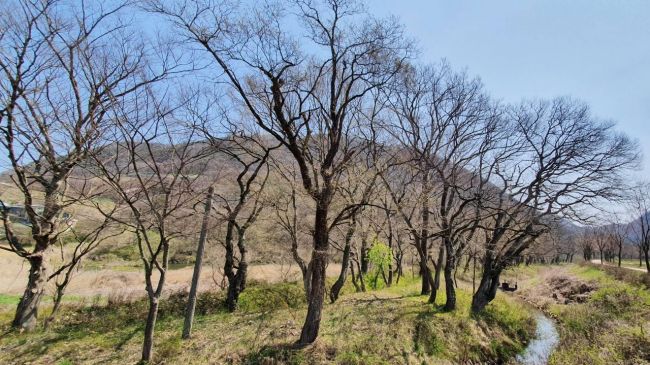 임실 장제무림 ‘국가산림문화자산’ 지정