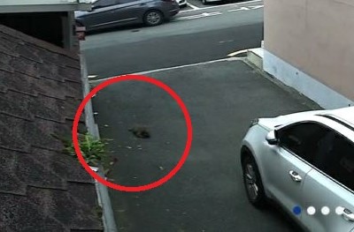 동물학대가 아니고 교통사고로 길고양이가 죽는 모습이 확인된 CCTV 영상. [이미지출처=부산경찰청]