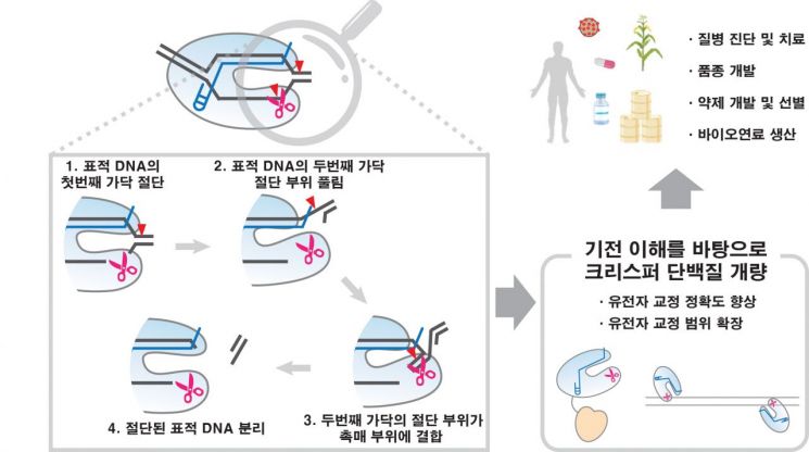 유전자 가위 CRISPRCas12a가 표적 DNA를 자르는 핵심 과정과 기대효과. 그림제공=광주과학기술원