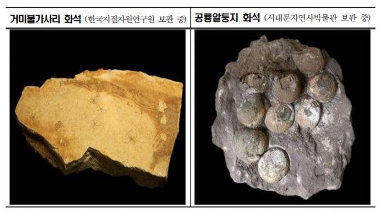문화재청 화석·암석 디지털 데이터 구축... 문화재 유실 막는다